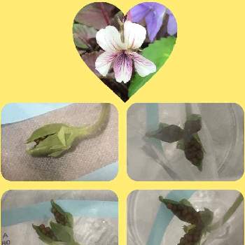 スミレ閉鎖花の画像 by しなもんさん | 部屋とタカオスミレと元気に育ってます♪と種♡とスミレ閉鎖花と元気に育てます❣️