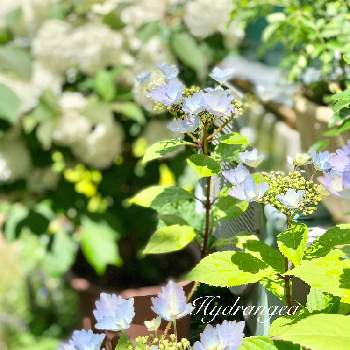 冬咲き紫陽花 スプリングエンジェルの投稿画像一覧 Greensnap グリーンスナップ