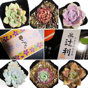 バッシュフルの投稿画像一覧 Greensnap グリーンスナップ