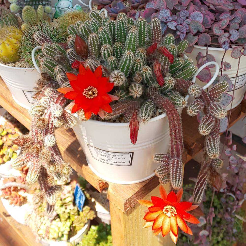 ❀262 白檀の生長記録 2022.08.14更新｜🍀GreenSnap（グリーンスナップ）