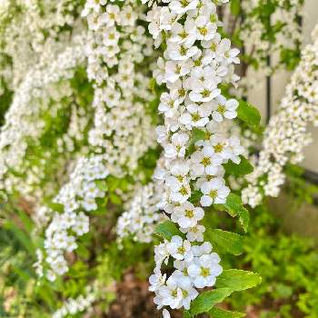 純白の画像 by Kay_Tama-gsk さん | 小さな庭と雪柳と春のお花とカラフルと凛としたと満開♪と日本の春と鮮やか と純白とKays_gardenと小さい花と白い花