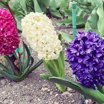 色鮮やか♪の画像 by ニコニコ花しさん | 小さな庭とヒヤシンスと春のお花と可憐な花とかわいい♡と色鮮やか♪と花壇と花のある生活とお花大好きと紫色の花とヒヤシンスの花と春爛漫！とお花のある暮らしと5月と春色と白い花と北海道と札幌