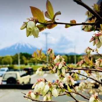  富士山の画像 by レモン茶さん | お出かけ先とブルーベリーと 富士山とブルーベリーの 花と小っちゃい♪と富士山と富士山の見える景色と山梨県と白い花とアップで!とスズランみたいな花