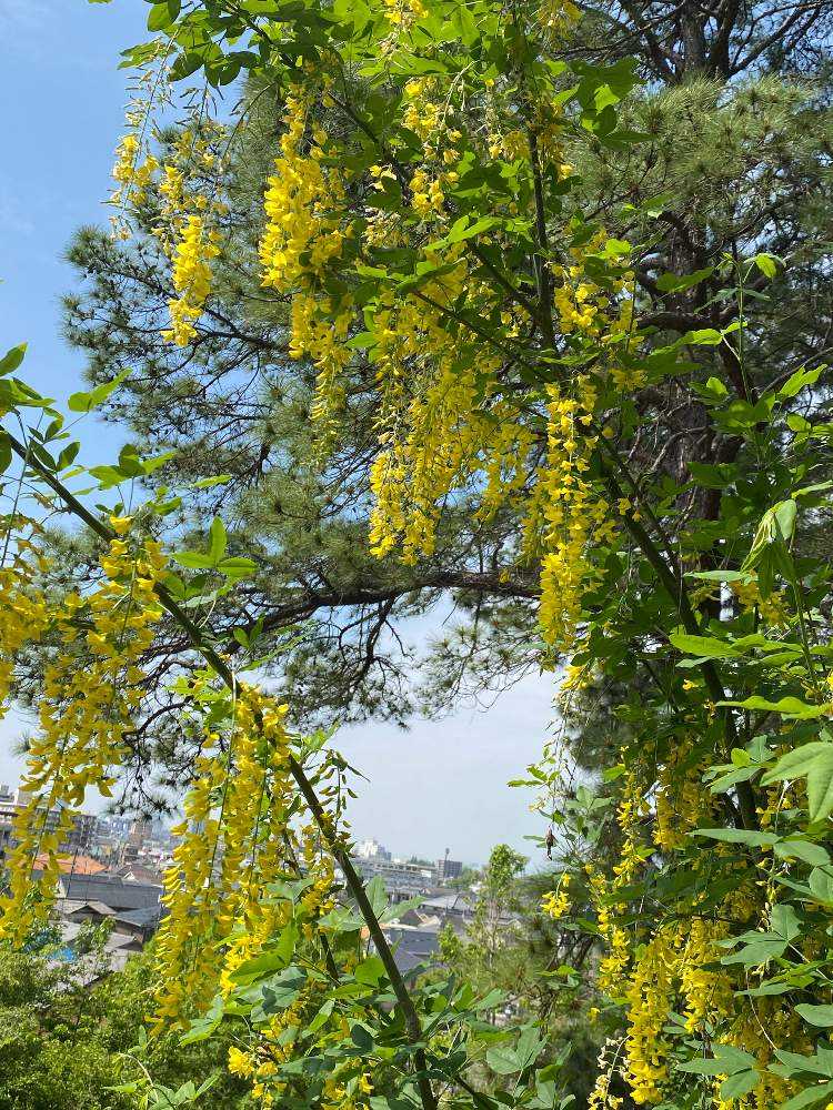 半田山植物園 春のお花まつり Greensnap グリーンスナップ
