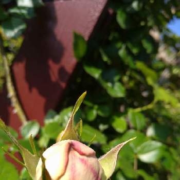 バラ薔薇ばらら～❤️の画像 by ひろゆきさん | 広い庭とバラ　ピエール・ドゥ・ロンサールとばら バラ 薔薇とおうち園芸と庭のばらとばら 薔薇 バラとバラ薔薇ばらら～❤️とばらの香り