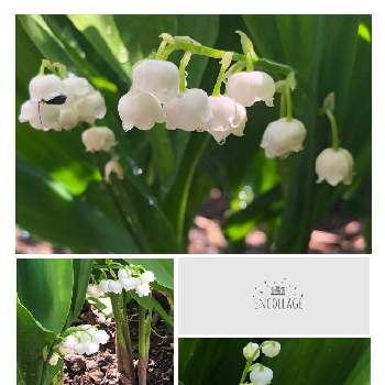 スズランの花の画像 by リーフさん | 小さな庭とスズランの花