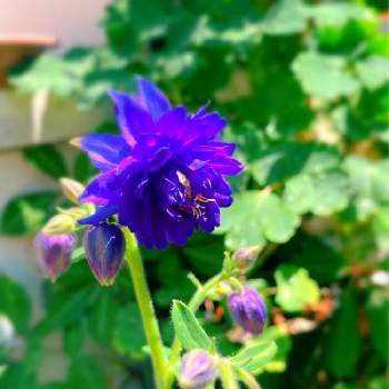 西洋オダマキ  ブルーバローの画像 by yoshi☘️さん | 小さな庭と西洋オダマキ  ブルーバローと青い花オダマキと春のお花と良い天気とガーデニングと元気に育ててますよと青空