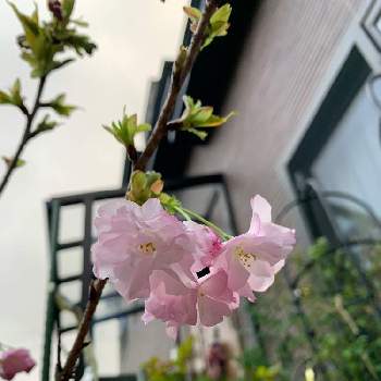 春の予感の画像 by 山ぶどうさん | 玄関と癒しと和むと花のある暮らしと春の予感と桜開花