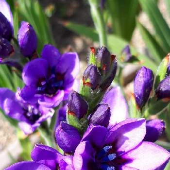 バビアナの花の画像 by ふじさん | miakisisaと花言葉とバビアナの花といつも心に太陽をと紫の花と多様性を愛する会とGSでの出会いに感謝と庭のある暮らしとGSでのご縁に感謝して