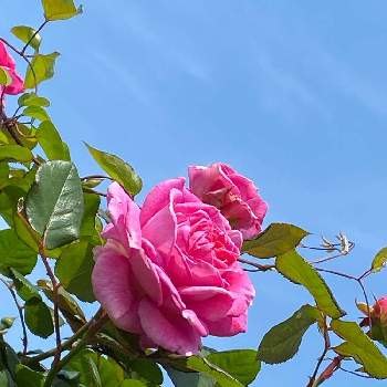 ツル薔薇の画像 by keychanさん | 千葉県と京成バラ園とツル薔薇と四季咲き♪