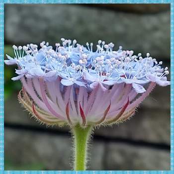 ブルーレースフラワー の投稿画像一覧 Greensnap グリーンスナップ