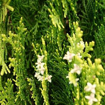 コノテガシワの花の投稿画像一覧 Greensnap グリーンスナップ