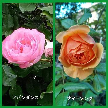 薔薇サマーソングの画像 by メリーさん | 小さな庭と薔薇アバンダンスとおうち園芸と鉢植えと小さい花壇と花のある暮らしと狭い花壇と地植えと薔薇サマーソング