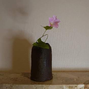 茶花の画像 by kudokenさん | 玄関とヒルガオ 昼顔と茶花と野の花と今朝のいけばなといけばなと南蛮焼と花のある暮らし