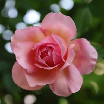 ソニアリキエルの画像 by tokitokiさん | 小さな庭とソニアリキエルとばら バラ 薔薇
