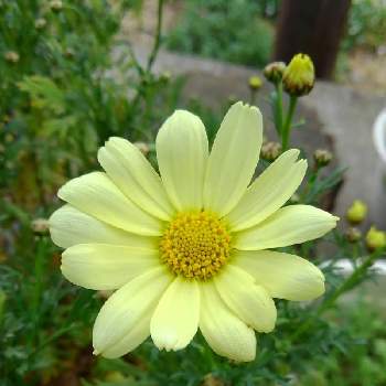 黄色のお花♡の画像 by かすみそうさん | 小さな庭とマーガレットと黄色のお花♡と花のあるくらしと日曜ビタミンカラー♪とおうち園芸と花に魅せられてと可愛い〜♡とリフレッシュ♡といやし♪
