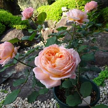 初めての薔薇の画像 by は〜ちゃんさん | ピンクアバンダンスと和風の庭と初めての薔薇