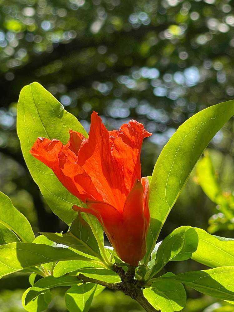 ブーゲンビリア No961 らくらくメルカリ便発送‼️ らくらくメルカリ便