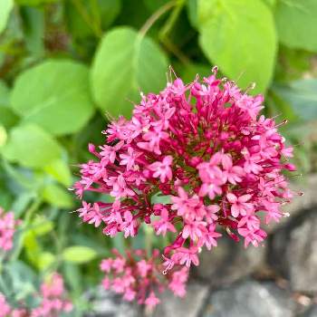 セントランサスの花の投稿画像一覧 Greensnap グリーンスナップ