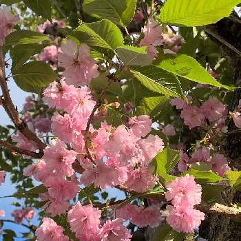 心が落ち着く♡の画像 by ウィルママさん | 可愛い❤とピンクと桜(さくら)リレーと心が落ち着く♡とピンクワールドへ ようこそと❤️桜リレー♬とお花に癒される日々と素敵✨と大好き♡︎ʾʾと綺麗✨と春色ピンクと花のある暮らし❤️