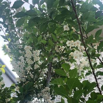 エゴノキ(白)の画像 by ayakazumamaさん | 小さな庭とエゴノキとエゴノキの花とエゴノキ(白)と小さい庭と樹木の花とありがとう♡と庭の花と樹木とお庭のお花と春の訪れとコロナに負けるな！と笑顔の源と頑張れと緑がある暮らしと花のある暮らし