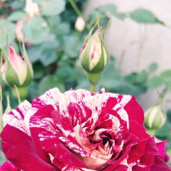 バラが咲いた♫の画像 by rinoさん | 車庫と可愛いはなと赤いお花と元気を貰える花とバラが咲いた♫とばら大好きとコンテナガーデンと白いお花と癒しの花とバラを楽しむ