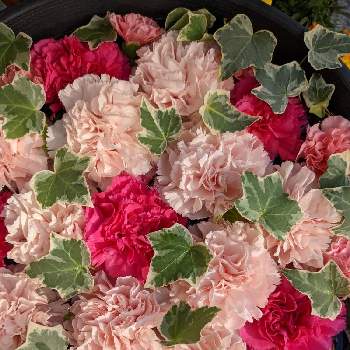 フローティングフラワーの画像 by ヒロさん | お出かけ先と爽やかとフローティングフラワーと可愛い花と素敵な花