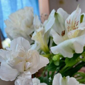 #ハナカジの画像 by mimozaさん | 部屋とカーネーションとアルストロメリアと『そうだ、スーパーに花を買いに行こう』フォトコンテストと母の日とヤオコーとメルシーフラワーと#ハナカジ