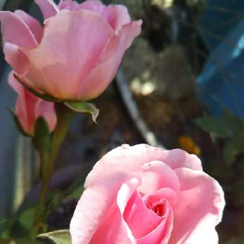 ピンク♡の画像 by まるさん | 小さな庭とホーム&ガーデンと薔薇・バラ・ばらとピンクの花とピンク♡とピンクのバラ♡とピンクと薔薇初心者