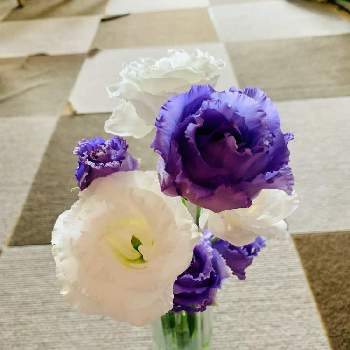 トルコキキョウ。の画像 by くるみさん | 部屋とトルコキキョウ  紫とお花大好き♡と切花とトルコキキョウ。とトルコキキョウ 白