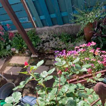 柏市の画像 by rabeさん | 小さな庭とバラ　チェリーボニカとチェリーボニカと赤い花とつぼみとiPhone撮影と柏市