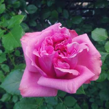 ピンク同盟の画像 by きらまるさん | 玄関とピンク同盟と薔薇愛同盟と薔薇男子と薔薇に魅せられてと薔薇と暮らすとオシャレとB型と365日薔薇と暮らすとバラのある暮らしと今日の一枚と花のある暮らしとかわいいな♡とロザリアンとバラを楽しむとピンクハンター