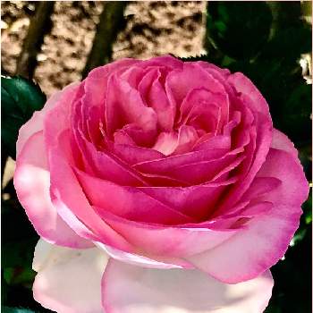 朝の散歩の画像 by サッチンさん | ばら バラ 薔薇とグラデーションと朝の散歩とウオーキングと5月とピンク色の花と可愛いピンク色♡