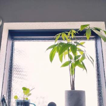 ピレア・ペペロミオイデスの画像 by hanikoさん | 窓辺とピレア・ペペロミオイデスとパキラとわたしの家の観葉植物