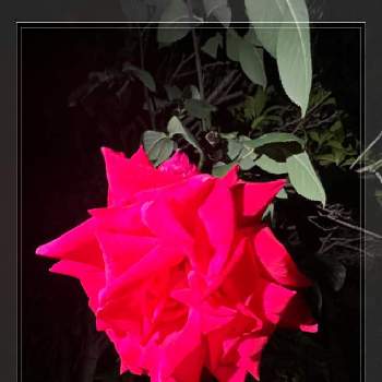 真っ赤な薔薇の花の画像 by tomokoさん | 真っ暗と真っ赤と真っ暗な中でと闇夜と美しいと赤と黒と情熱の赤と花好きと真っ赤な薔薇の花
