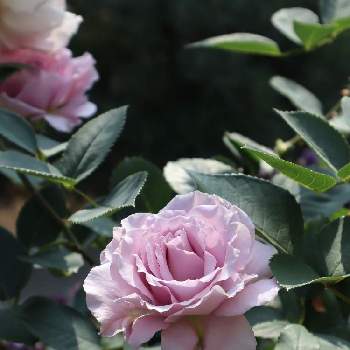 今日のバラの画像 by アシロさん | ばら バラ 薔薇とマイガーデンとおうち園芸と今日の一枚と今日のバラとリベルラ☆と癒されるとガーデニングとバラが好きと花のある暮らしとかわいいな♡と花が好き