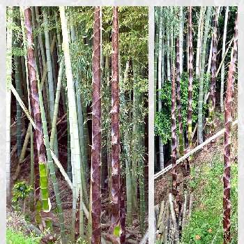ちょっとひと息の画像 by シンバさん | 畑と葉っぱマニア (o^^o)と観葉植物とワンコと暮らすとワンコ散歩と観葉植物好きと植え替えと我が家をジャングルにと平和を願う☆と京都とワンコの散歩と生き物バンザイとちょっとひと息