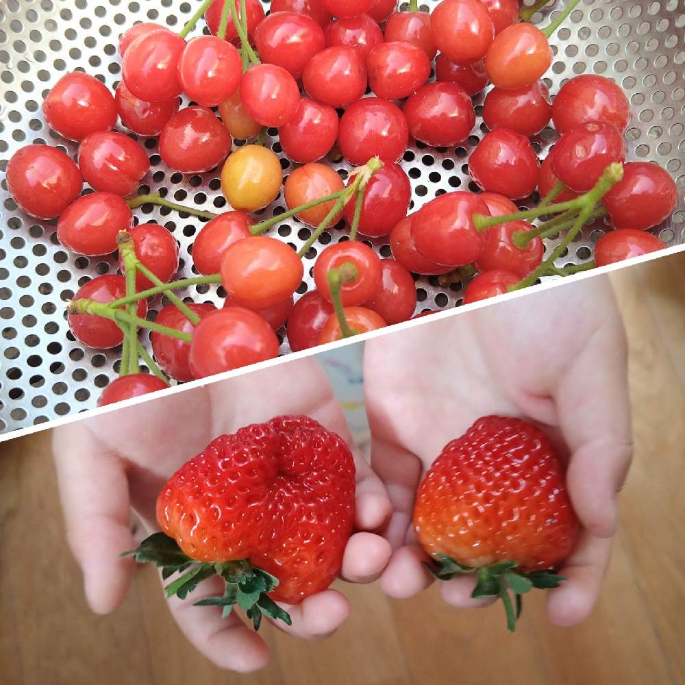 暖地桜桃の投稿画像 By ぽんさん サントリー本気野菜 らくなりいちごと小さな庭と家庭菜園とさくらんぼ狩りと果物狩りと四季なりいちご の実と家庭菜園とさくらんぼ狩りと果物狩りと四季なりいちごの実 22月5月8日 Greensnap グリーンスナップ Greensnap