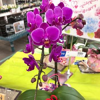ミディ胡蝶蘭の画像 by ミルココさん | お出かけ先とミディ胡蝶蘭と母の日と花のある暮らしと胡蝶蘭の花と紫色の花