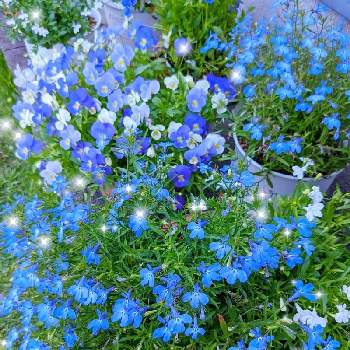 庭のお花達の画像 by ふわりさん | 小さな庭とビオラ ひとつぶの涙とアズーロコンパクトと青い花と冬越し成功とふわっふわと庭のお花達