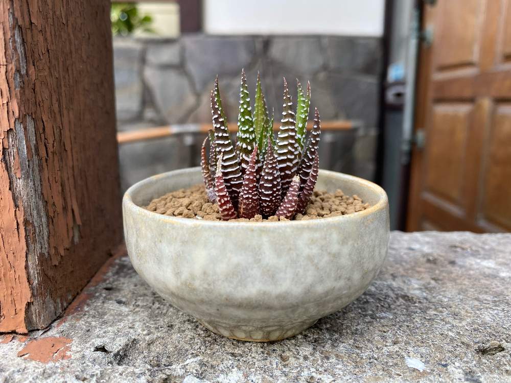 ハオルチア 十二の巻の植え替え Greensnap グリーンスナップ ハオルチア 十二の巻の植え替え Greensnap グリーンスナップ