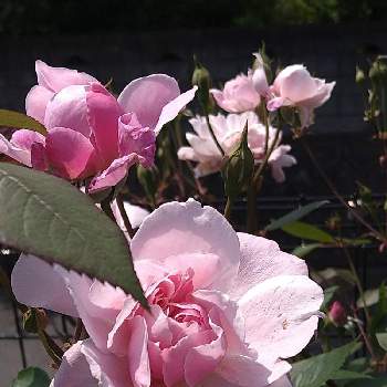 バラの蕾の画像 by 優さん | 小さな庭とエモーションブルーとみどりのある暮らしとばら バラ 薔薇とピンクの花とつぼみとバラの蕾と庭のある暮らしと薔薇♪とバラを楽しむ