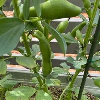 そら豆 空豆 の栽培 育て方 収穫時期はいつ 種まきや摘心の方法は Greensnap グリーンスナップ