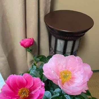 母の日にの画像 by ユーリさん | バルコニー/ベランダと芍薬とG,Sの皆さんに感謝と植物のある暮らしと植物が好き♡と花に惹かれて癒されると母の日にと花に癒される日々とピンクの芍薬