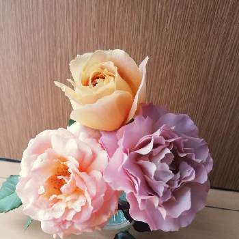 キャラメルアンティークの画像 by kazmさん | キャラメルアンティークとバラ、薔薇、ばらとカフェラテとフレグラント アプリコット