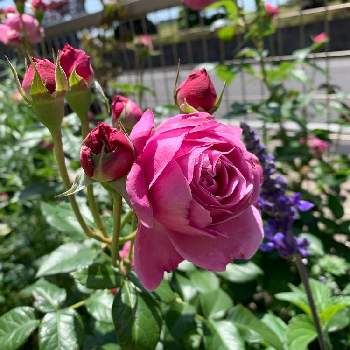 フォーユアホームの画像 by まめさん | 小さな庭とフォーユアホームとローズガーデンとばら バラ 薔薇と小さな庭づくり