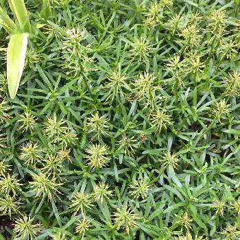 イベリスの花後の種の投稿画像一覧 Greensnap グリーンスナップ