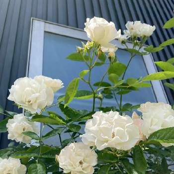 つるサマースノーの画像 by meihoさん | 小さな庭とバラとつるバラ  サマースノーと白い花とバラ・ミニバラとつるサマースノー