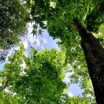 グリーンの癒し。の画像 by naoppeさん | グリーンの癒し。と美しい樹木と時を忘れると樹木見上げ隊と栃木県真岡井頭公園とモミジの新葉と自然が好きと深呼吸