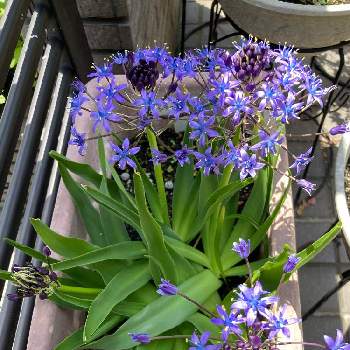 ゴールデンウィークの投稿画像一覧 Greensnap グリーンスナップ